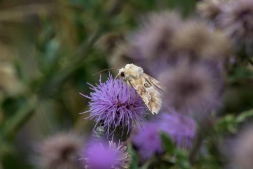 Eremobia ochroleuca